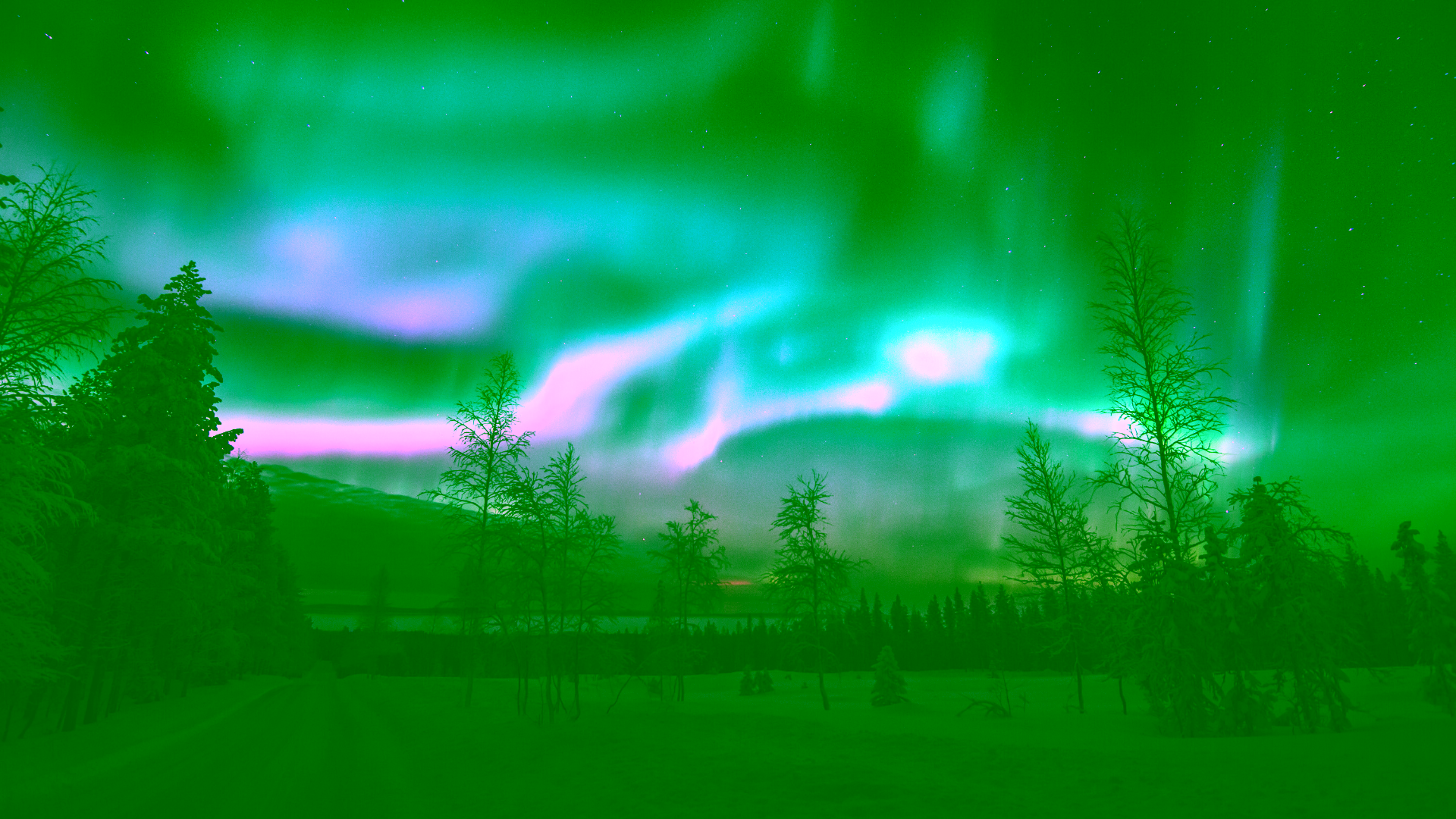 Talvinen öinen maisemakuva, puiden yllä taivaalla loistavat tähdet sekä revontulet.